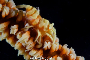 Coral shrimp. Puerto Galera. by Ugo Gaggeri 